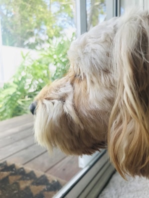 A peaceful scene of a dog looking happily out a window from their cozy home boarding space.