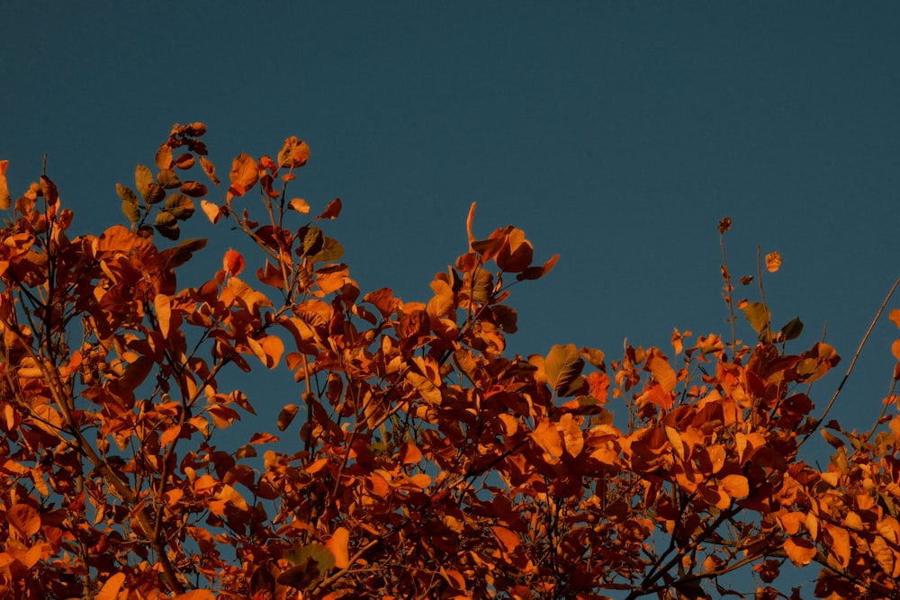 a tree with orange leaves against a blue sky
