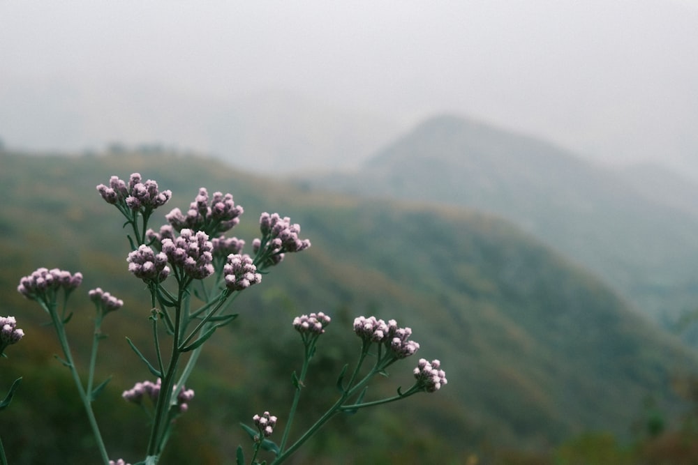 a close up of a plant with mountains in the background