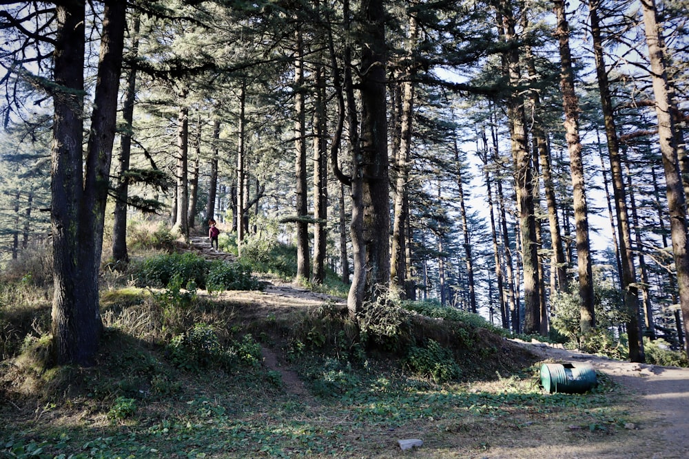 a dirt path in the middle of a forest