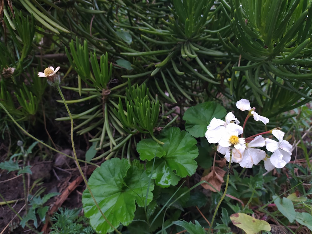 a group of white flowers sitting on top of a lush green forest