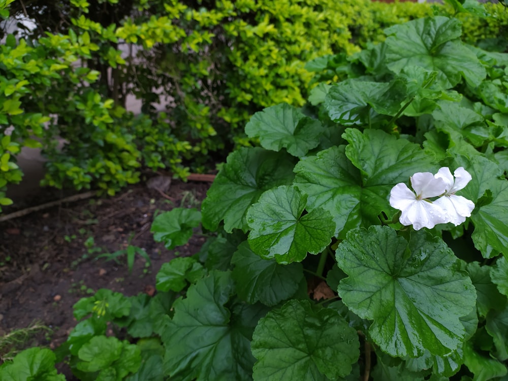 a close up of a white flower on a plant