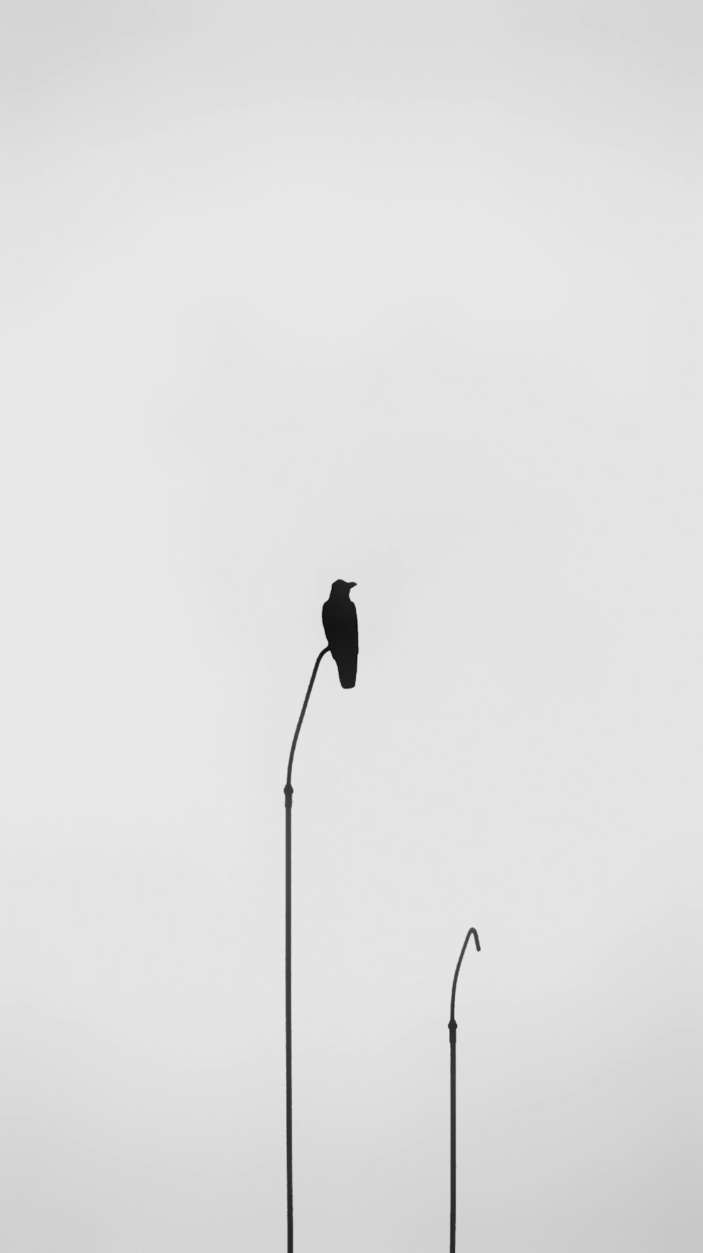 a black and white photo of two street lamps