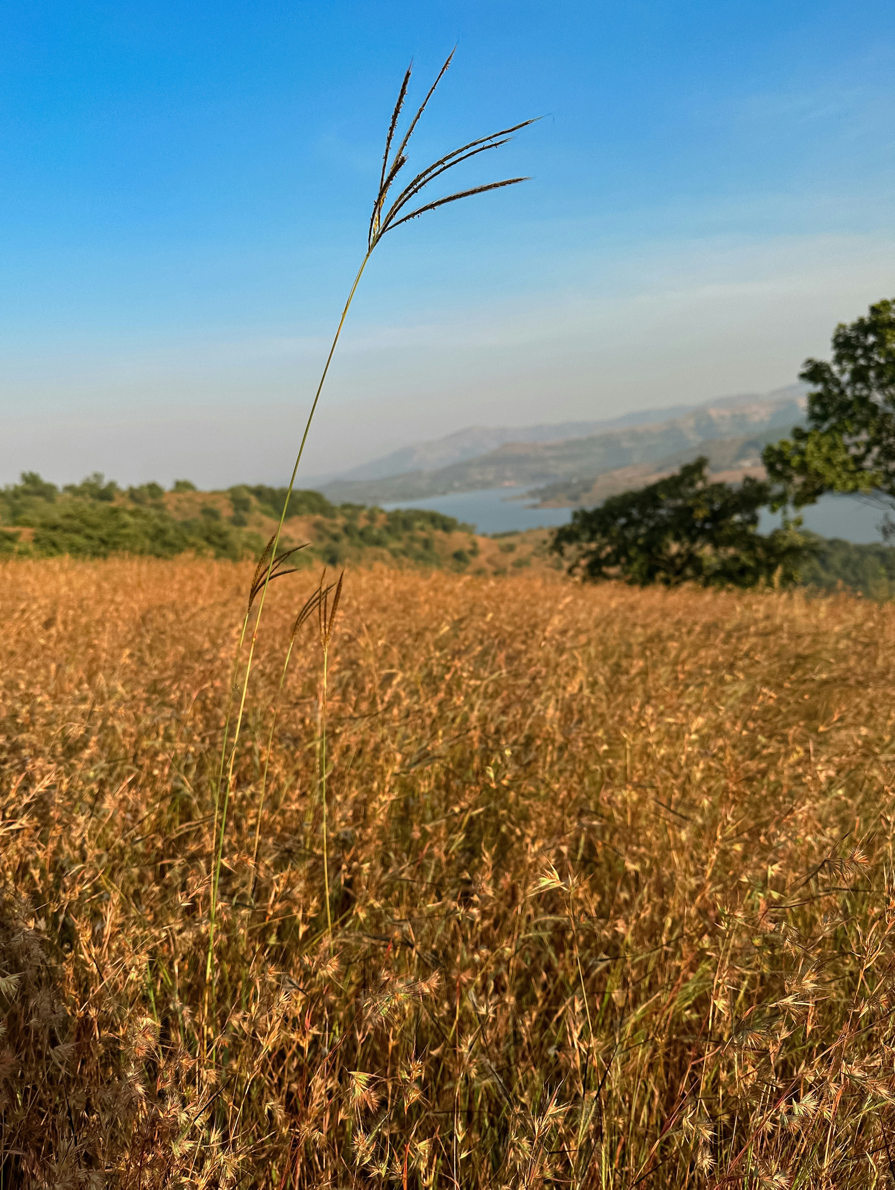 Photo by tejas_borkar