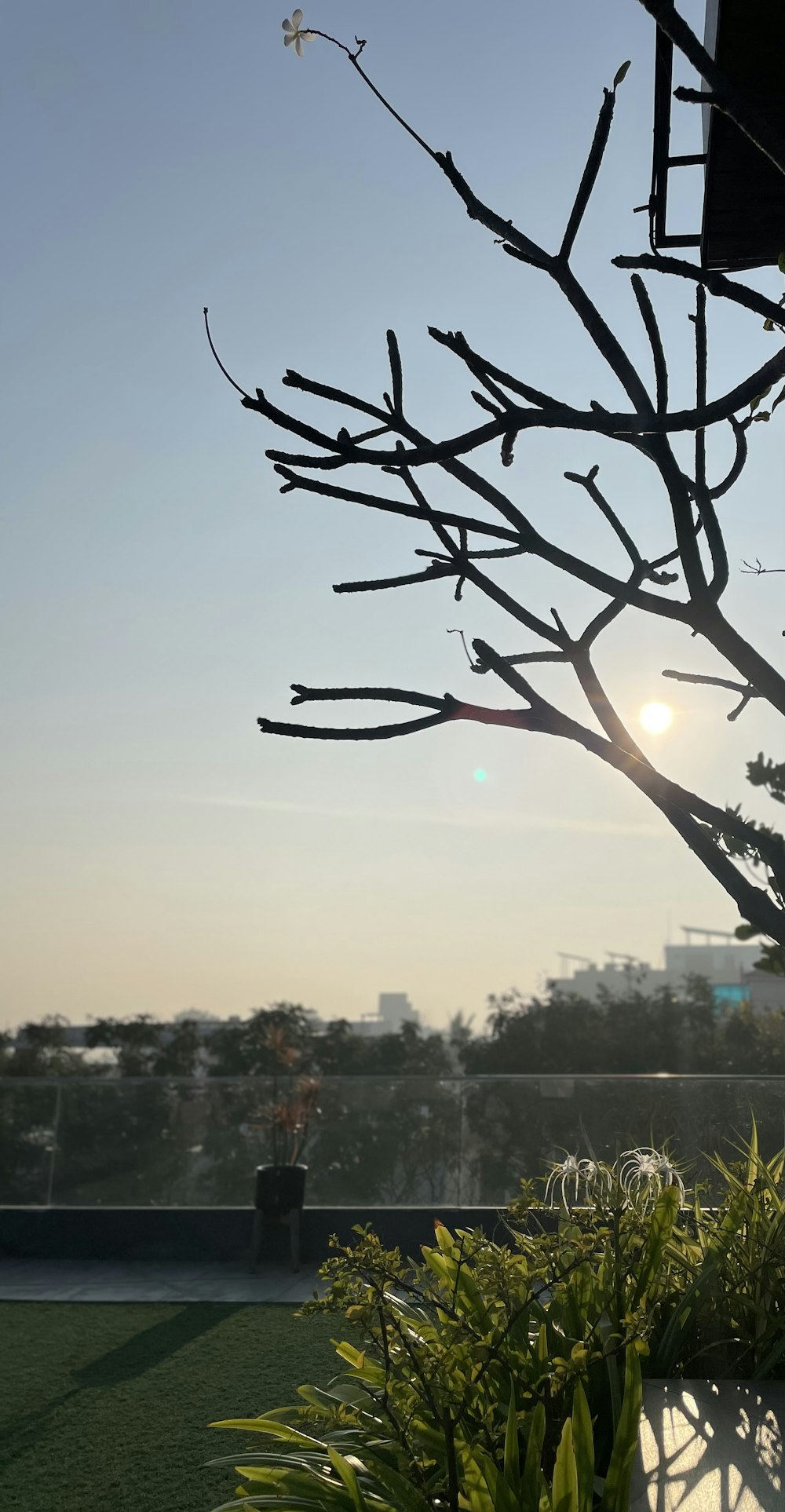 the sun is setting behind a tree with no leaves