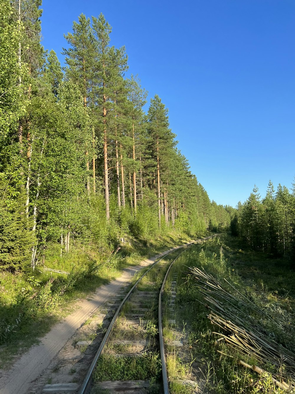 a train track in the middle of a forest