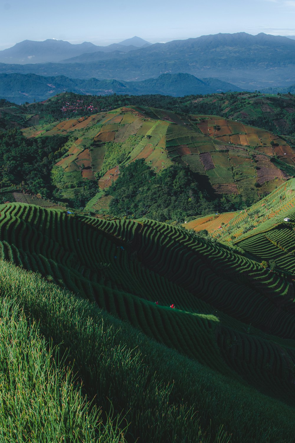 a lush green hillside with mountains in the background