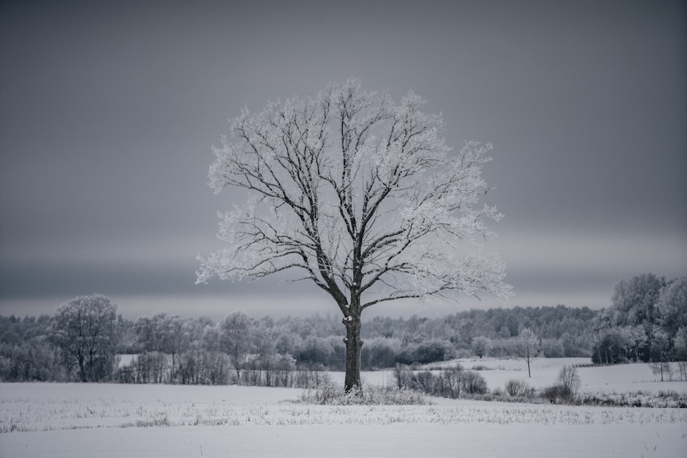 a lone tree stands in a snowy field