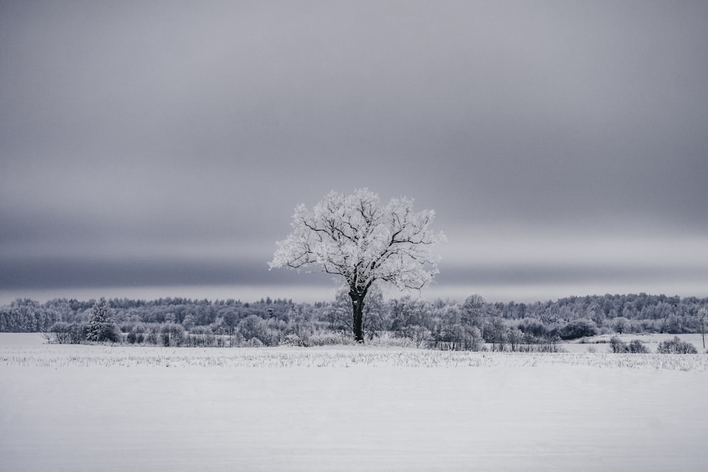 Un arbre solitaire se tient seul dans un champ enneigé