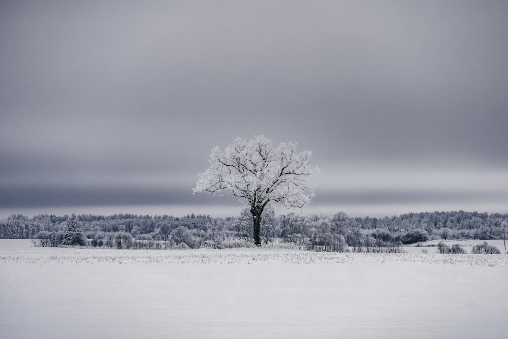 a lone tree stands alone in a snowy field