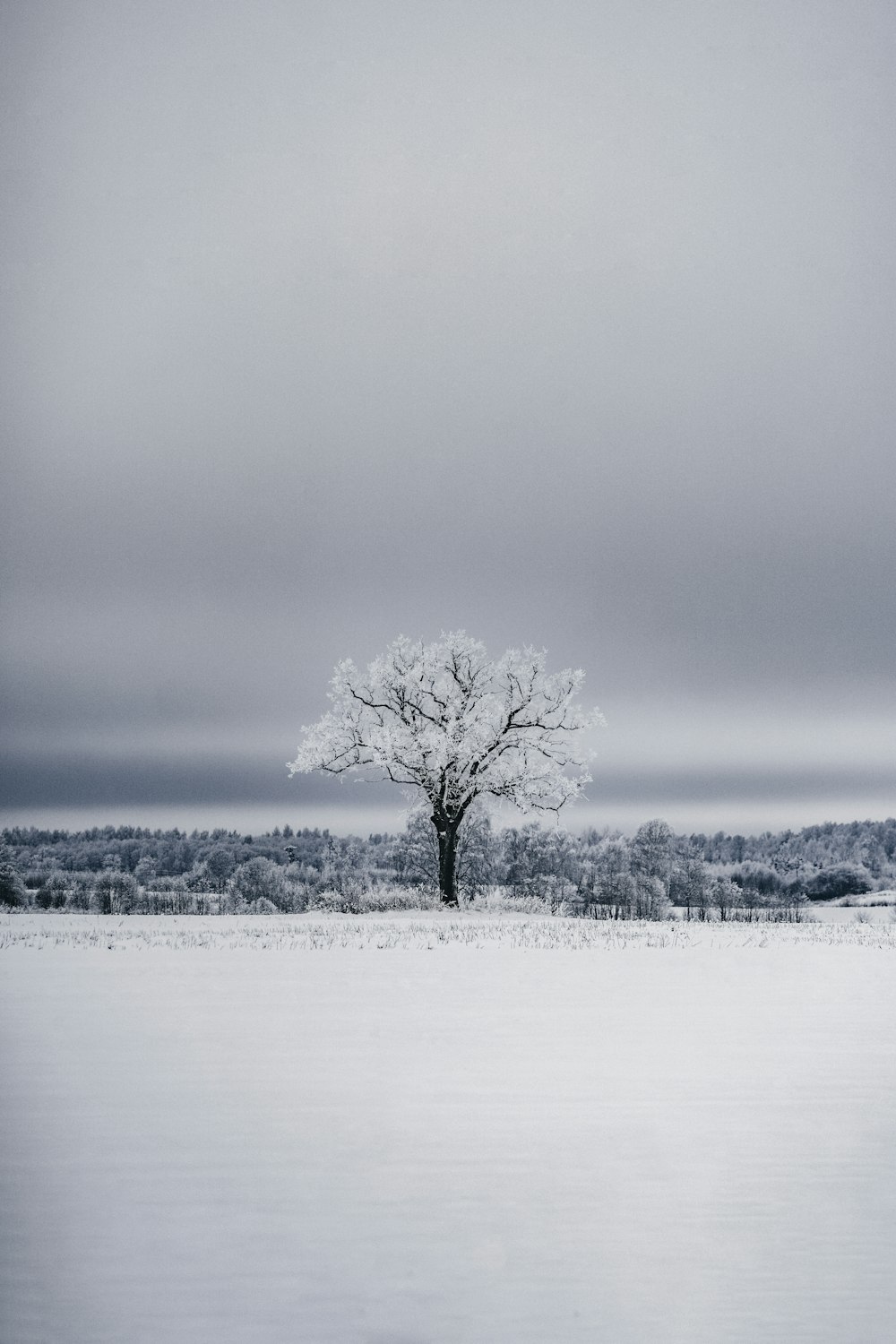 a lone tree stands alone in a snowy field