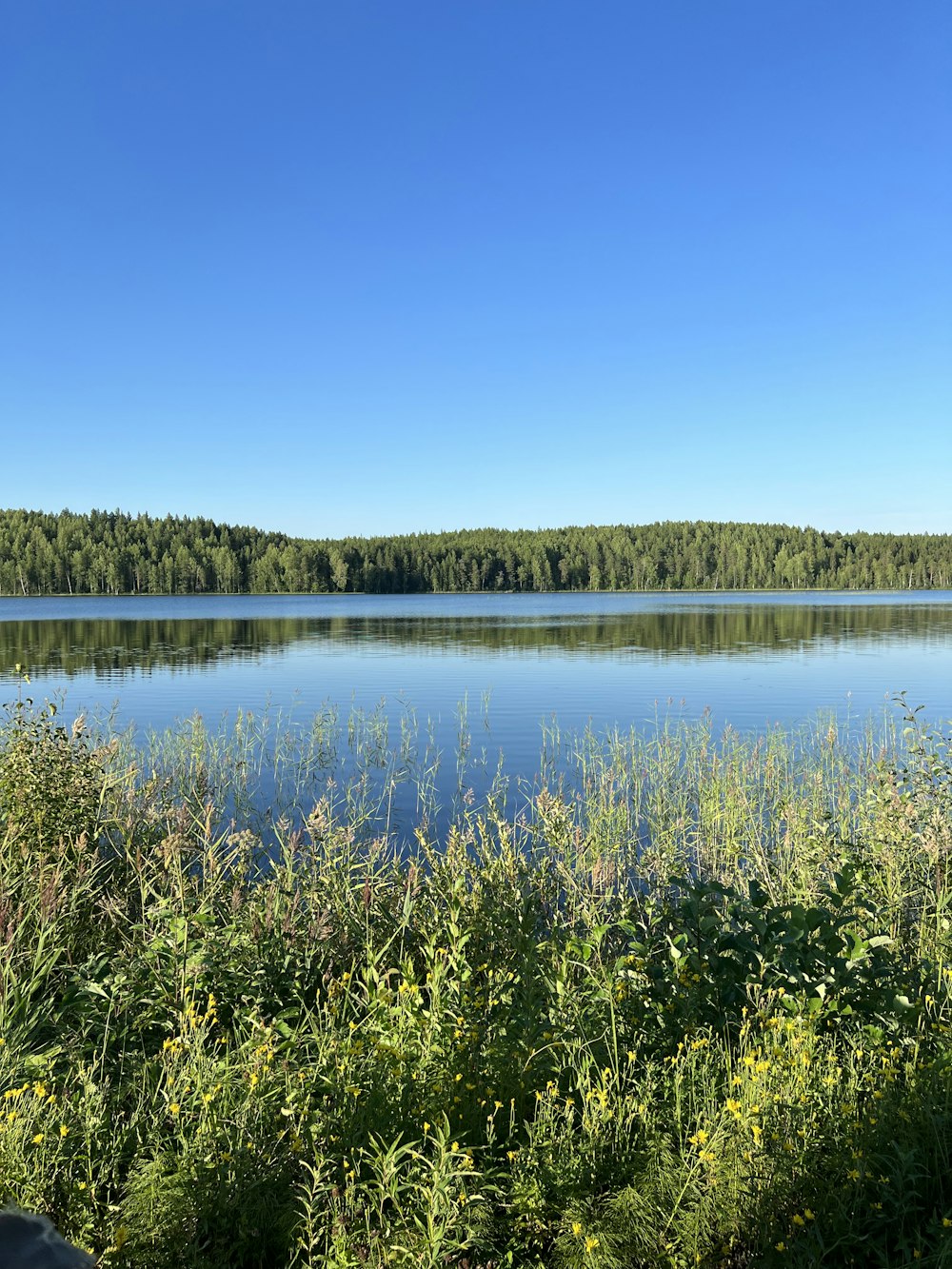 a large body of water surrounded by a forest