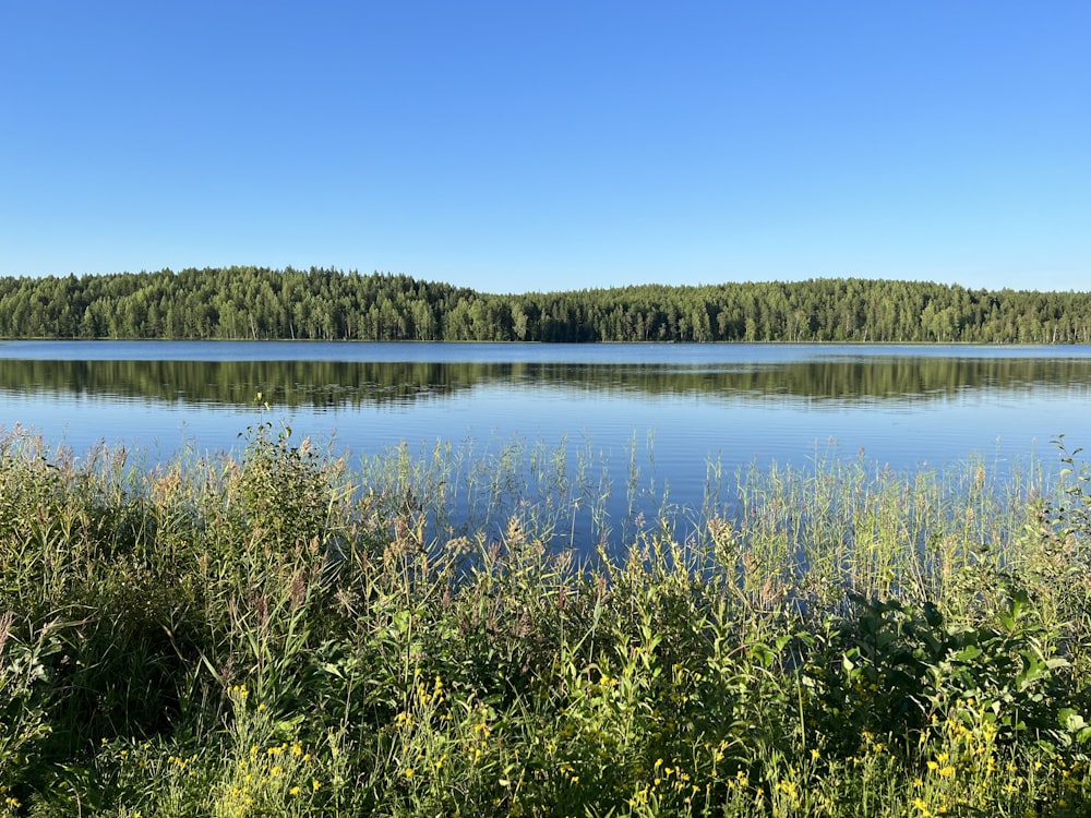 a large body of water surrounded by a forest