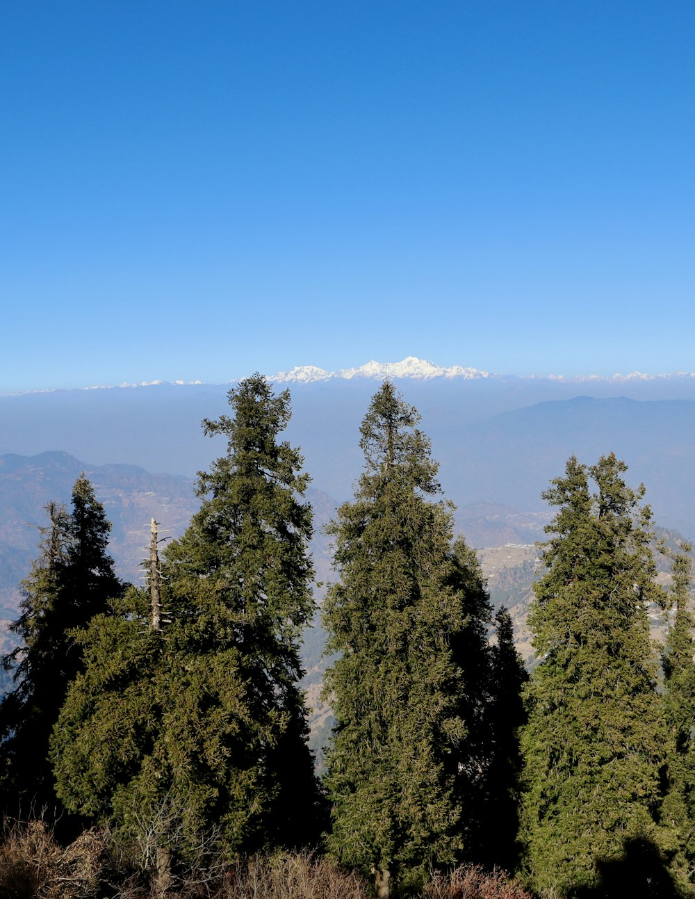 a group of trees with a mountain in the background