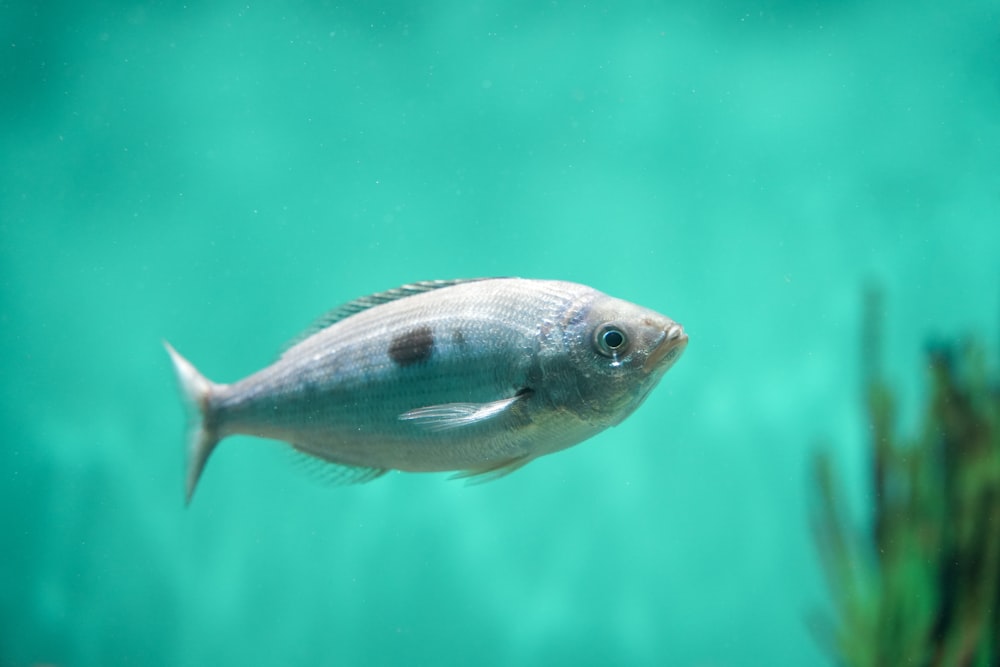 Un pesce che nuota in un po' d'acqua foto – Tokyo Immagine gratuita su  Unsplash
