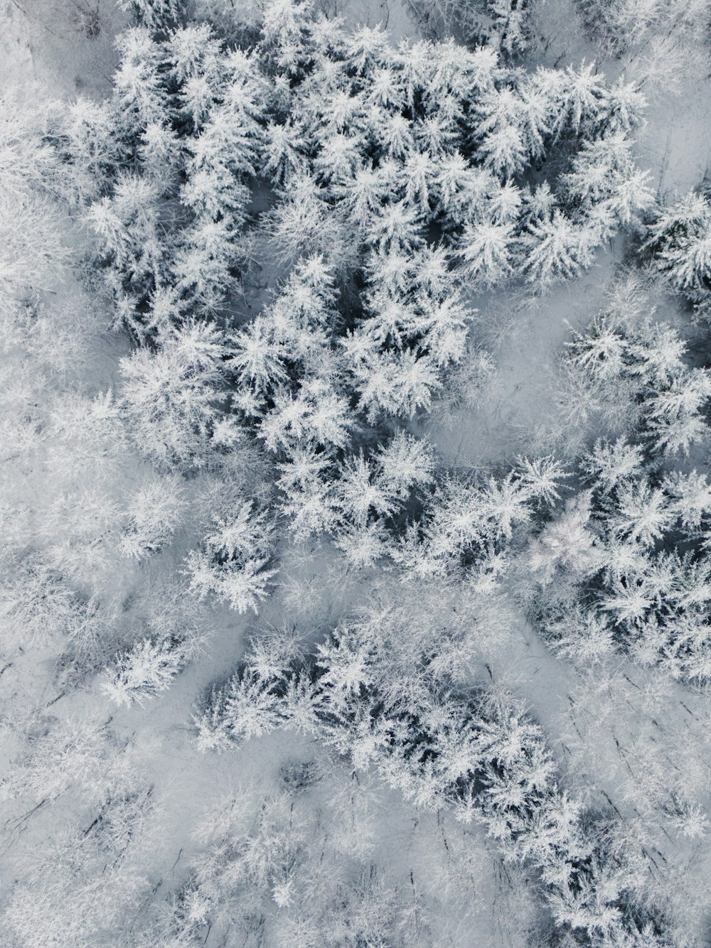 an aerial view of a snow covered forest