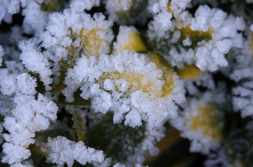 a close up of a plant with snow on it