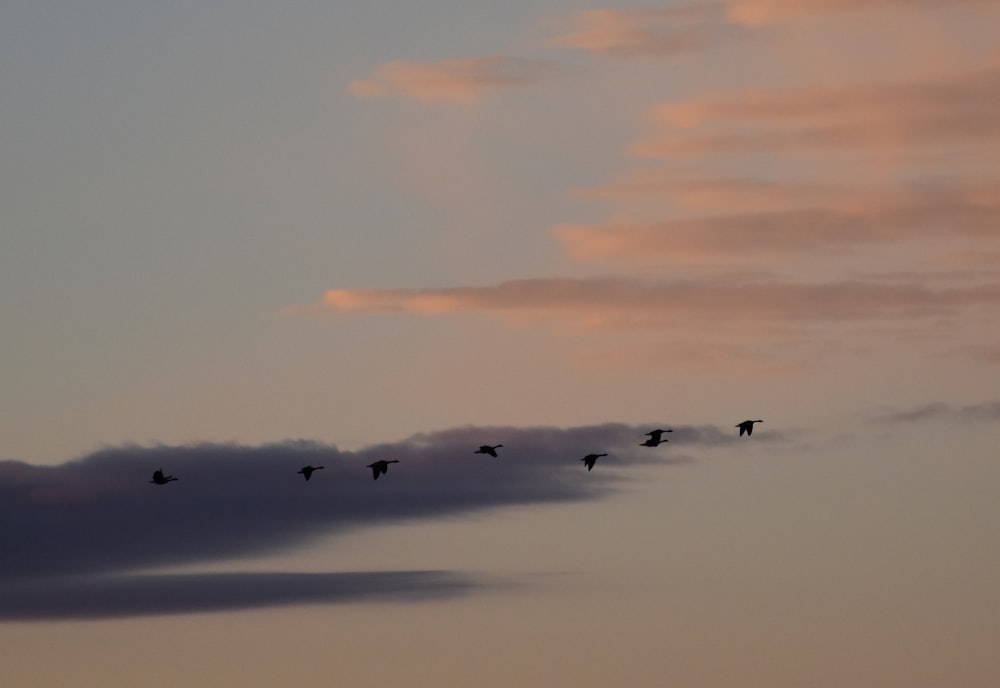 a flock of birds flying through a cloudy sky