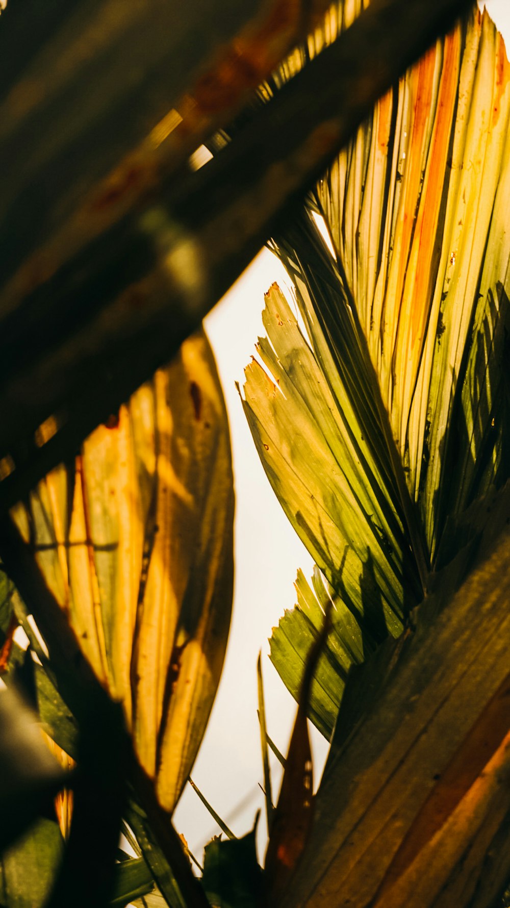 a close up of a leafy plant with a sky in the background