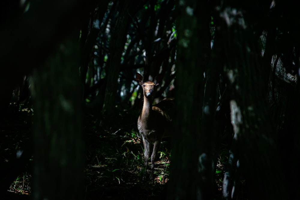 a deer standing in the middle of a forest