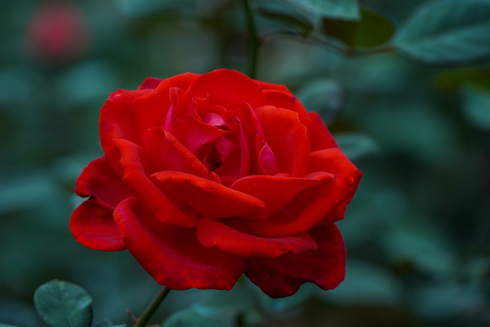 a red rose with green leaves in the background