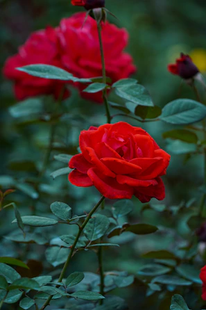 A vibrant close-up of freshly blossomed roses in a morning garden.