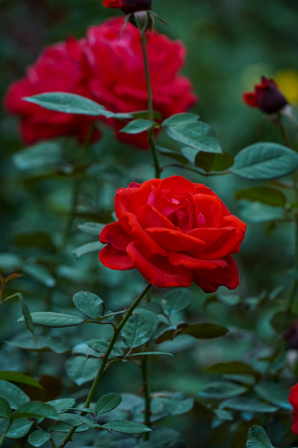 a bunch of red roses with green leaves