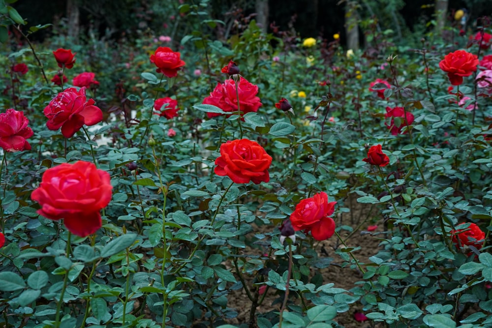 a field full of red roses with green leaves