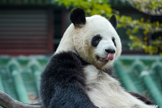 A panda is sitting on a log with its tongue sticking out, surrounded by a natural setting with greenery and a traditional-style roof in the background.