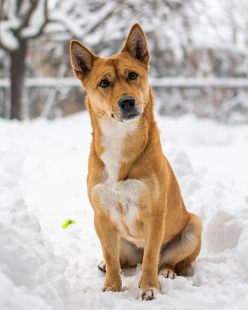 a brown and white dog sitting in the snow