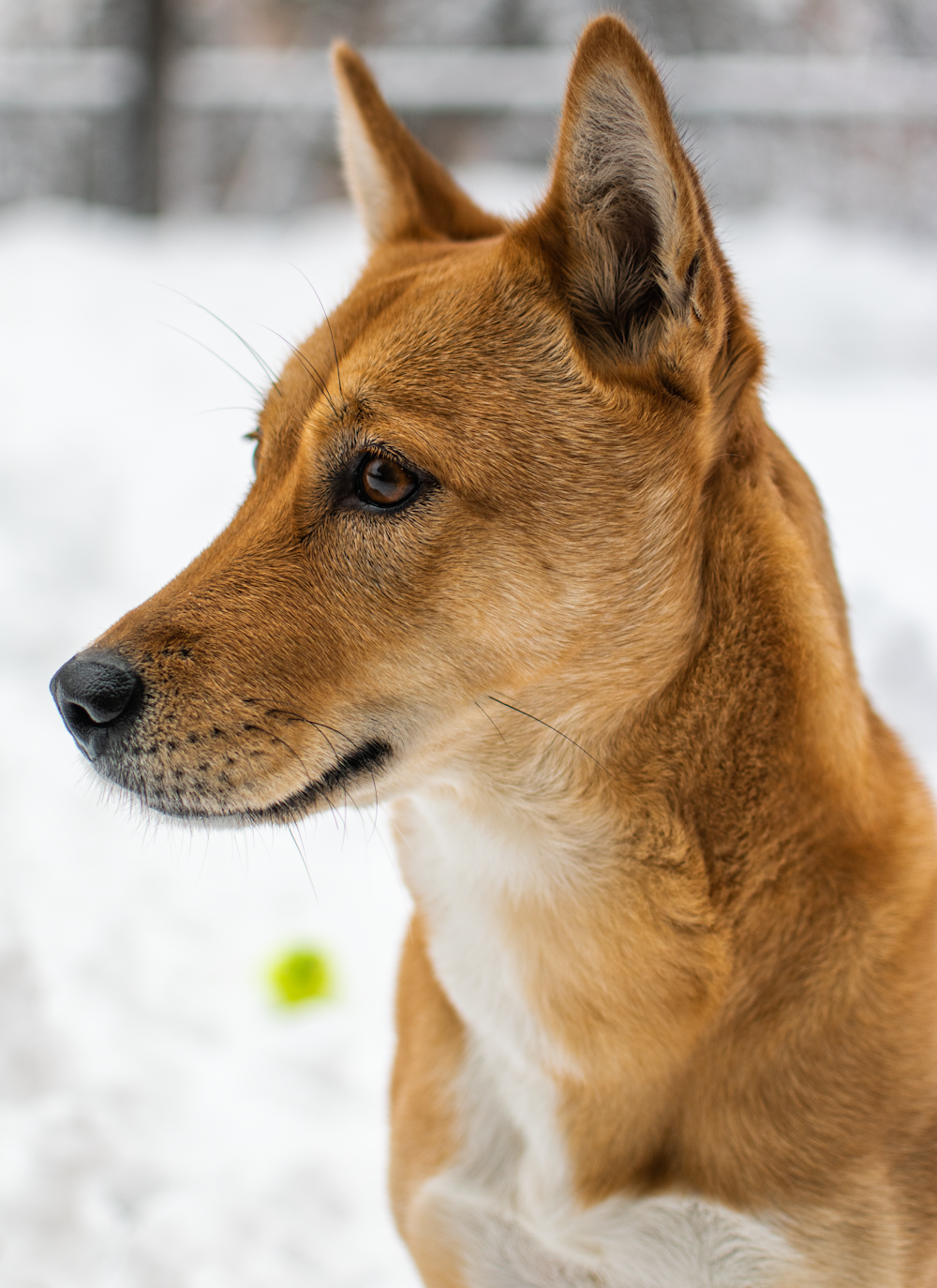 a brown and white dog standing in the snow