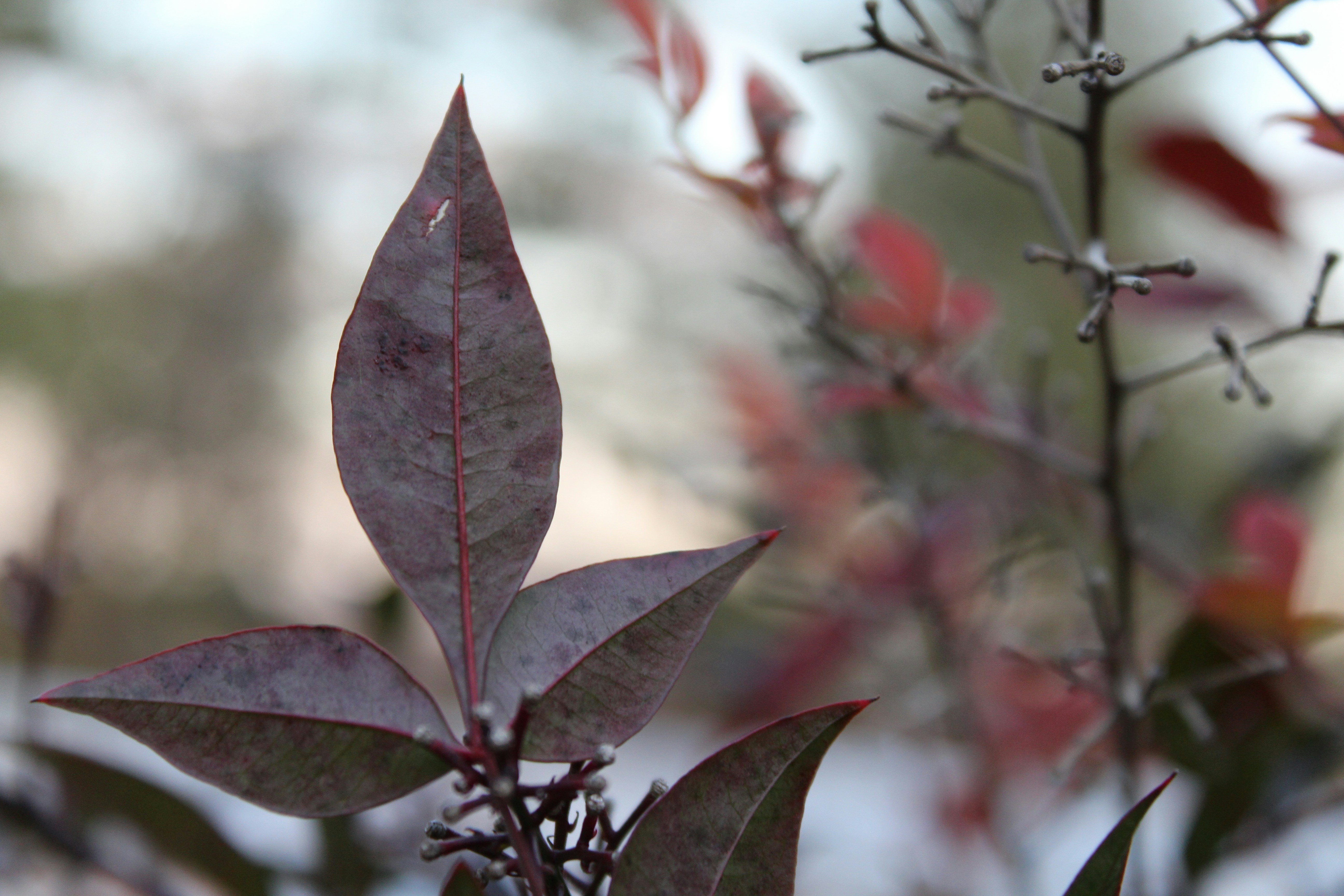 a close up of a leaf on a tree