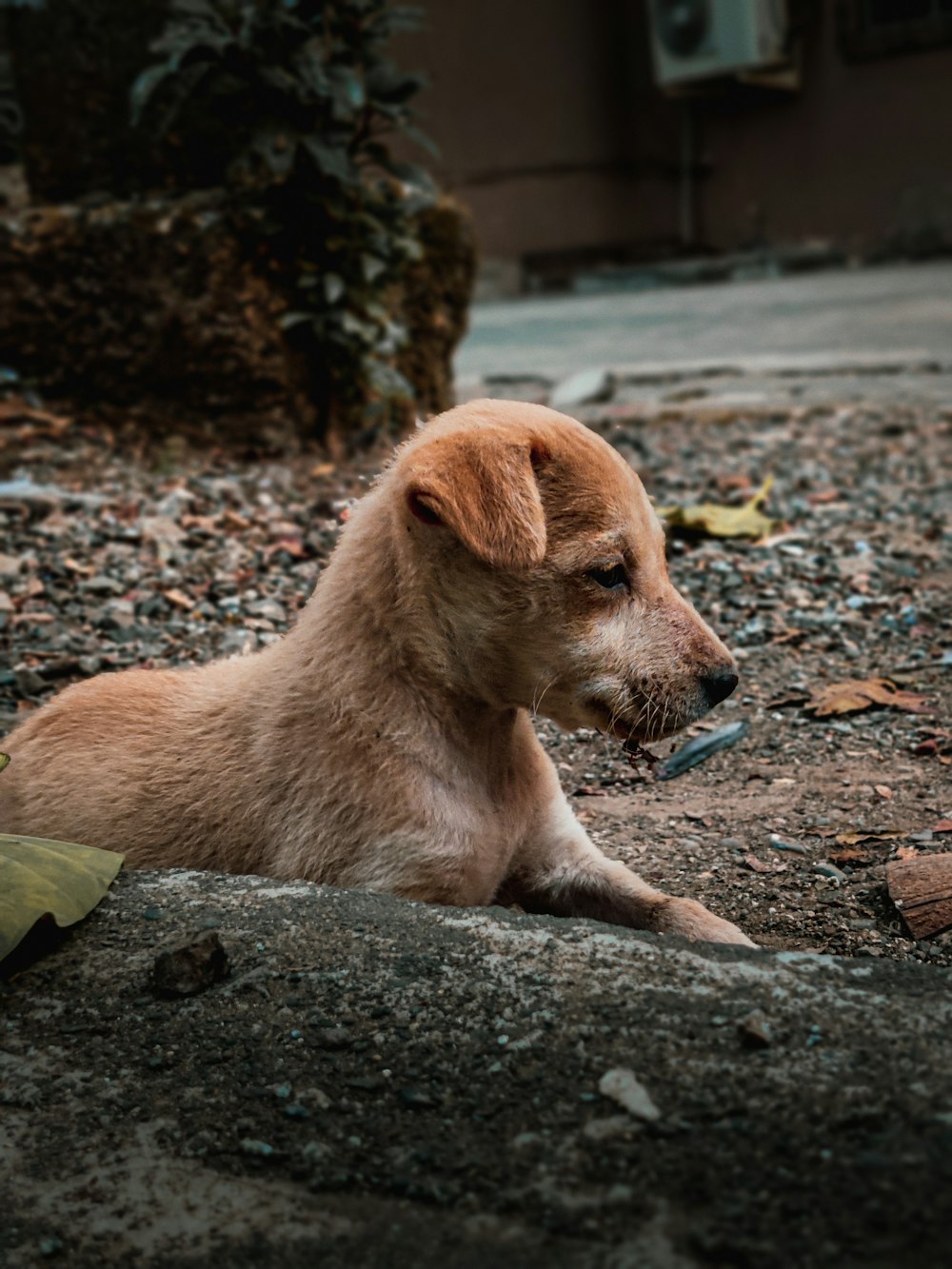 a brown dog laying on top of a rocky ground