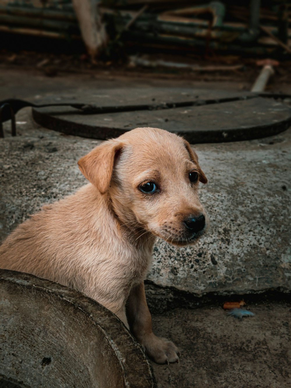 a small brown dog sitting on top of a cement slab