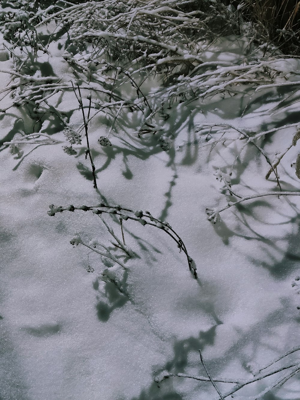 a snow covered field with a bunch of plants