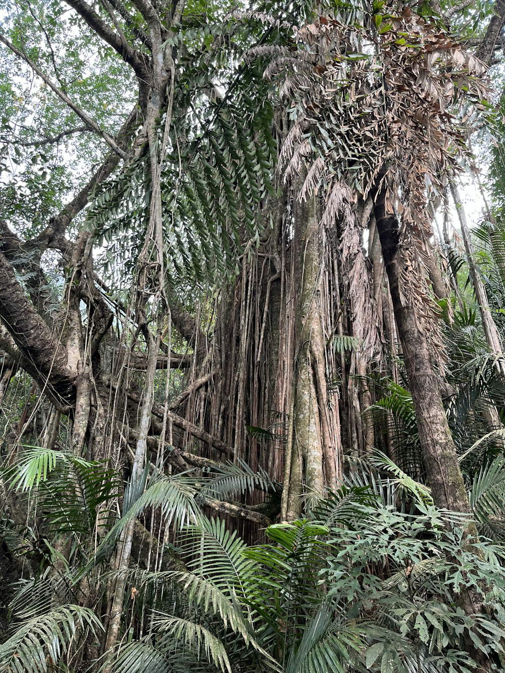 a large group of trees in the middle of a forest