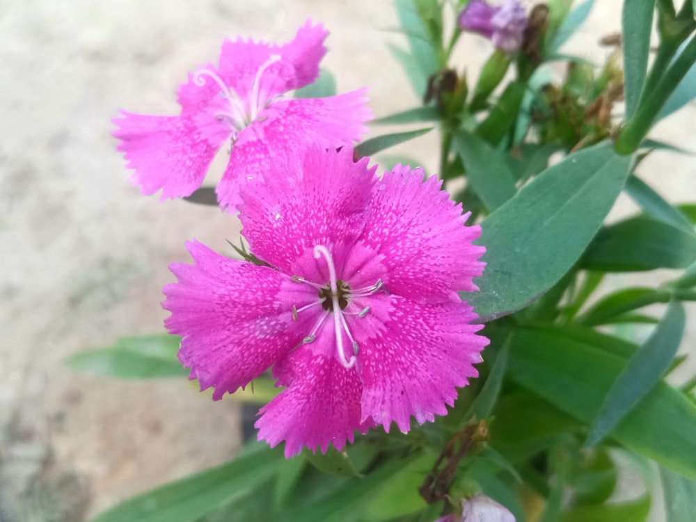 a close up of a pink flower with green leaves