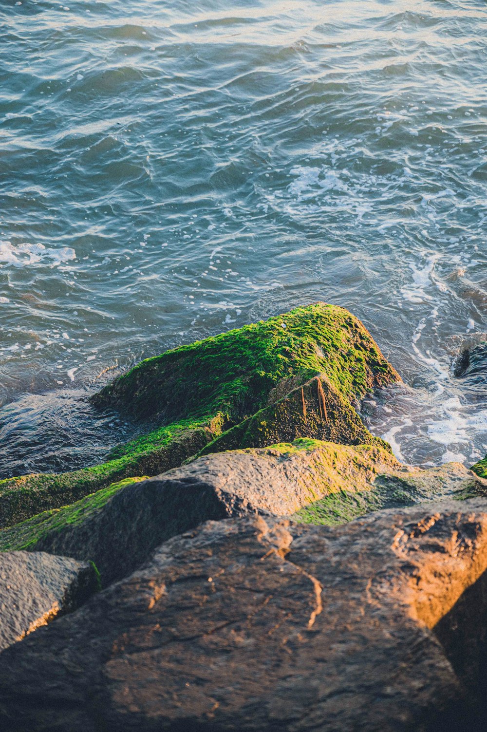 a bird is standing on a rock in the water