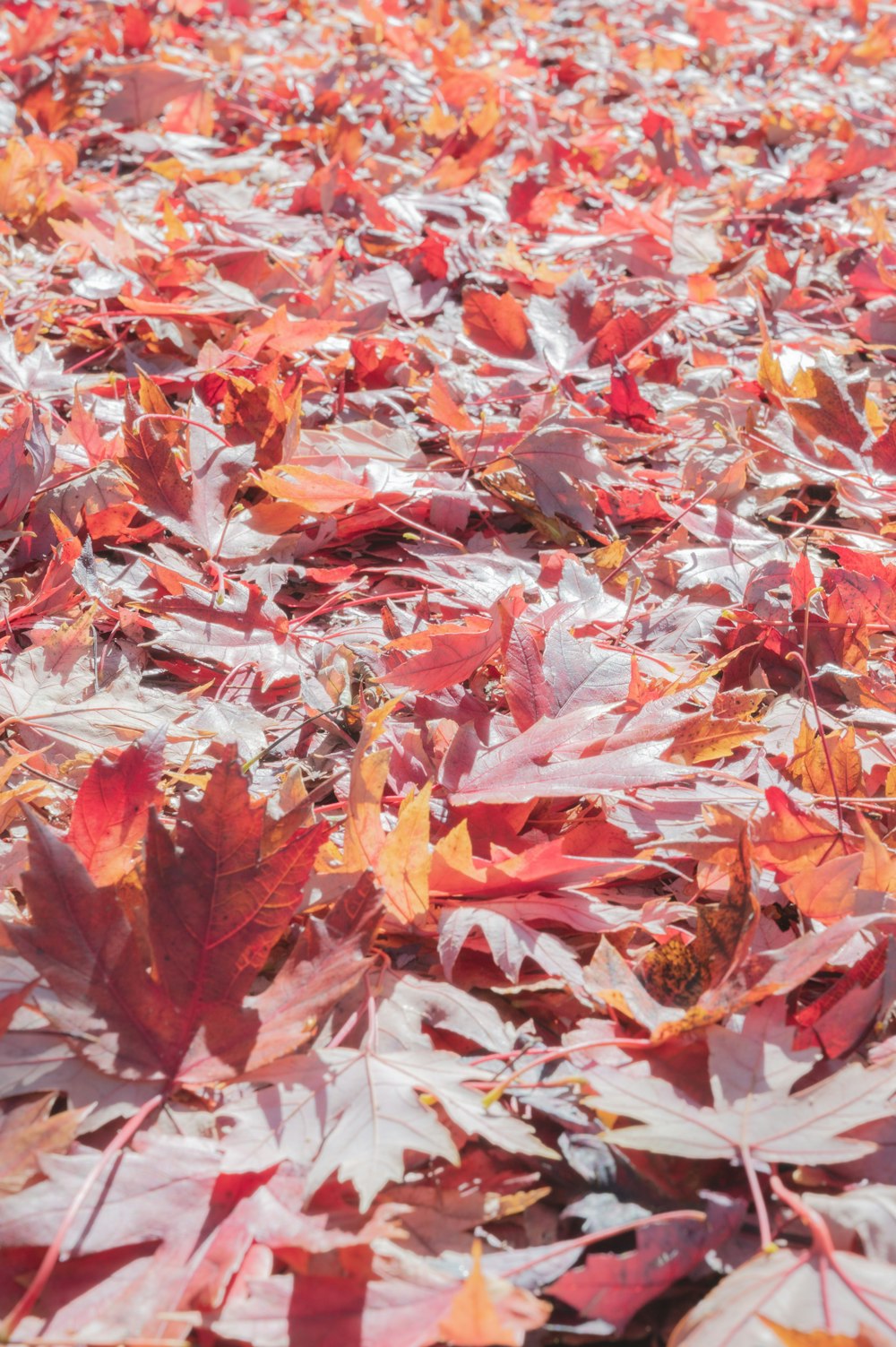 a lot of leaves that are laying on the ground