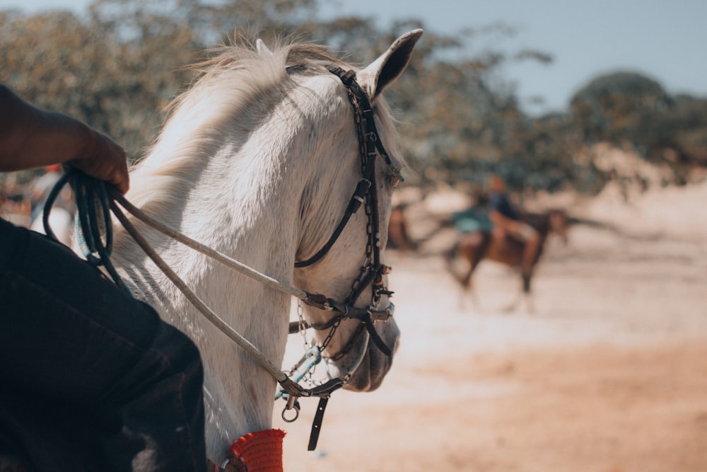 a close up of a white horse being held by a person