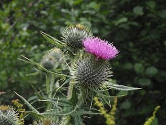 Post-production scene with a thistle plant and a prominent purple flower in the foreground