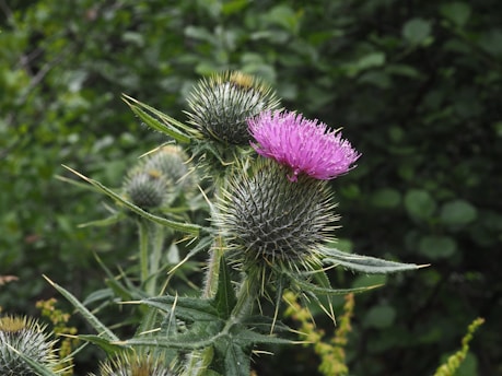 Post-production scene with a thistle plant and a prominent purple flower in the foreground