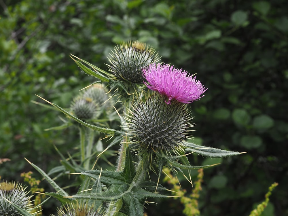 a thistle plant with a purple flower in the foreground