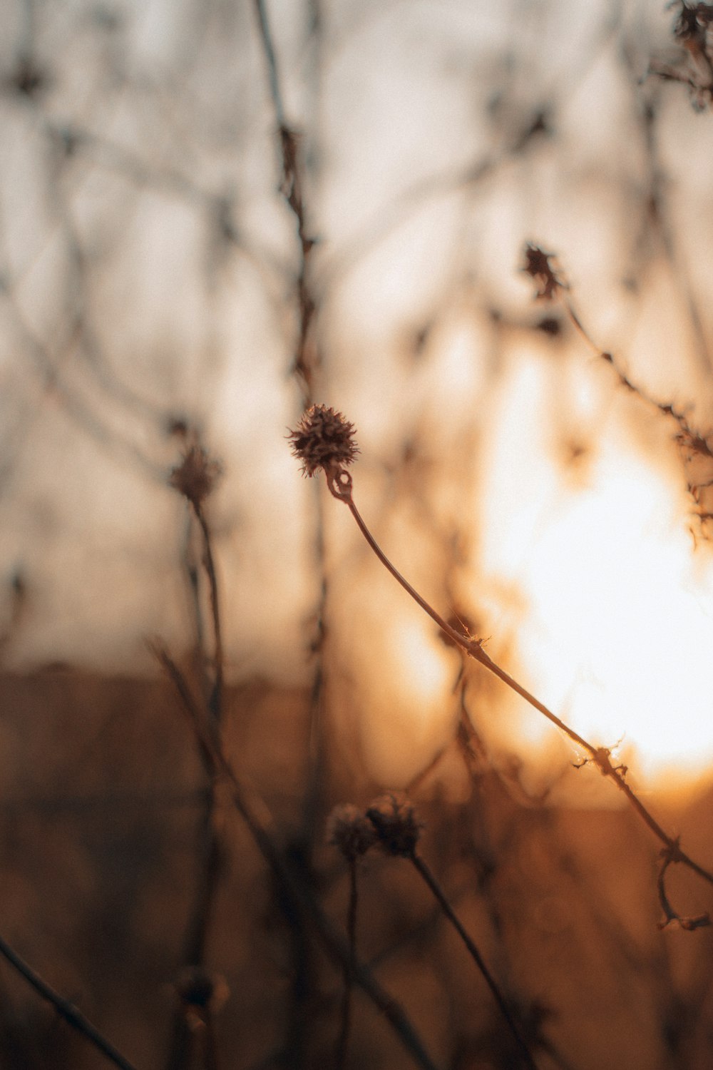 a close up of a plant with the sun in the background