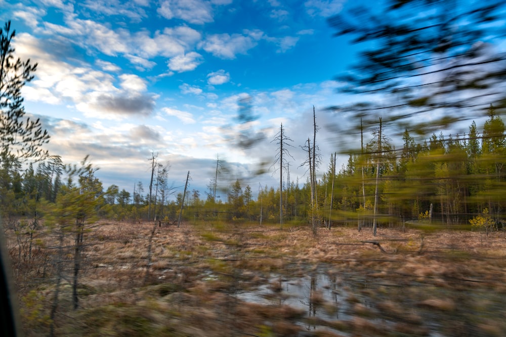 a view of a forest from a moving vehicle