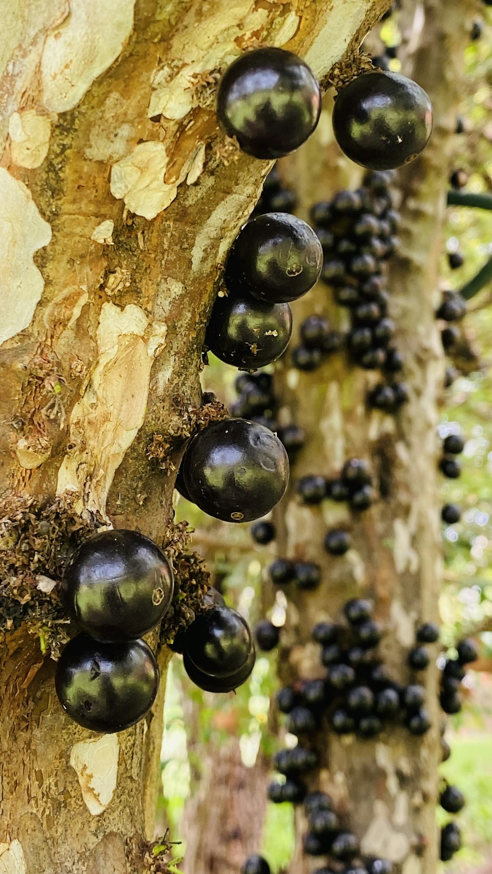 a bunch of black fruit hanging from a tree