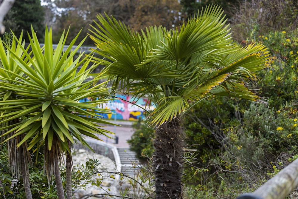 a couple of palm trees sitting next to each other