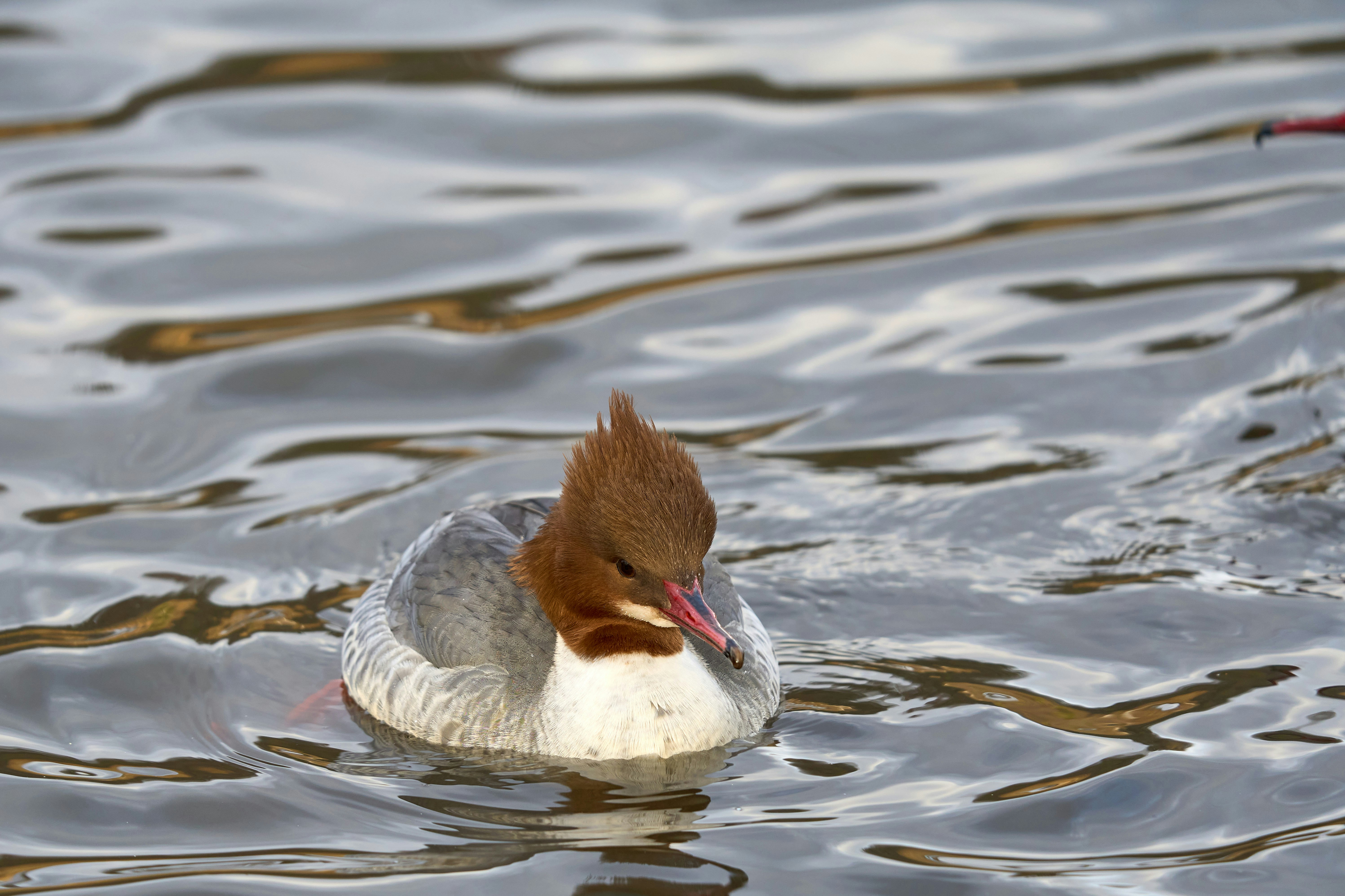 Photo by wolfgang_hasselmann