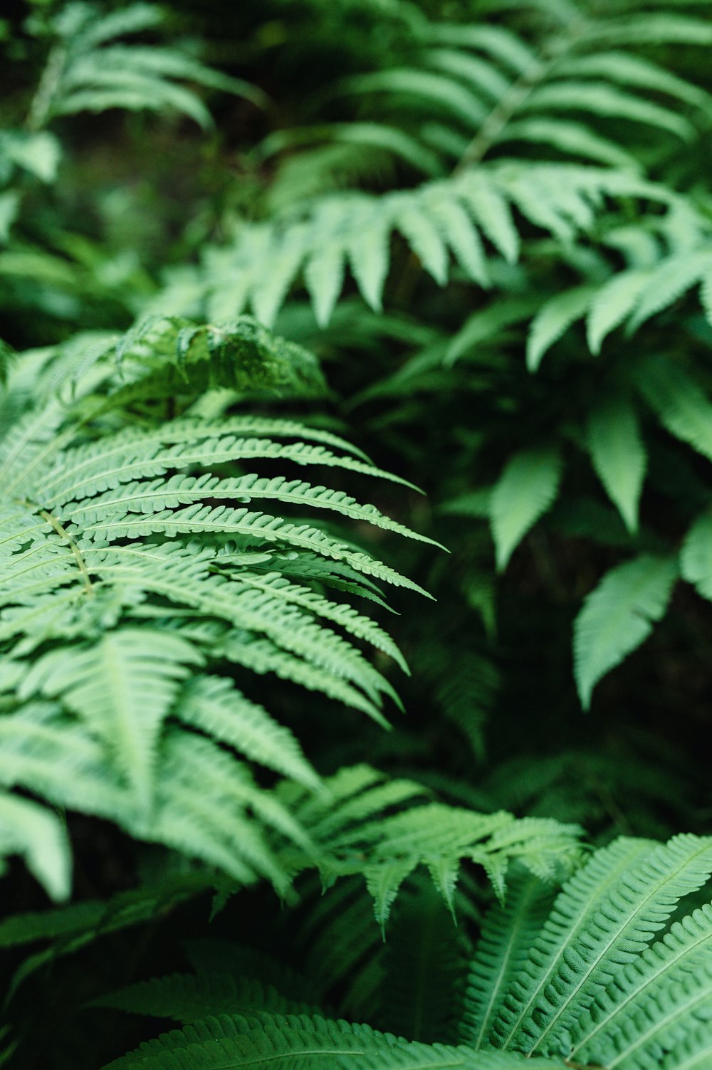 a close up of a bunch of green plants