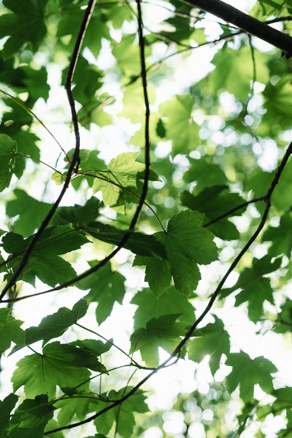 the leaves of a tree in the sunlight